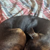 Photo of Shadow