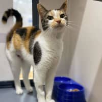Photo of Nala