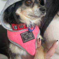 Photo of Sheila   5 Year Old Chihuahua X Pomeranian