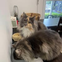 Photo of Teddy & Honk Honk   In Foster Care In Coburg