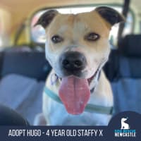 Photo of Hugo   4 Year Old Staffy X