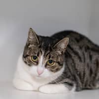 Photo of Pebble