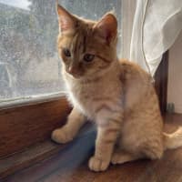 Photo of Ginger   Located In Reservoir