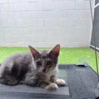Photo of C1556 Dobby