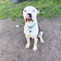 Photo of Phoenix