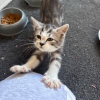 Photo of Dexter 💙