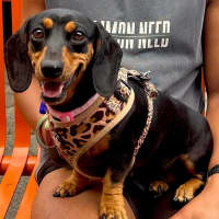 Photo of Eleanor   4 Year Old Dachshund