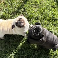 Photo of Piggy
