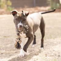 Photo of Athena