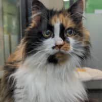 Photo of Double Cheese Burger