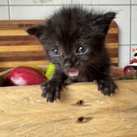 Photo of Ninja