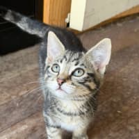 Photo of Fig 🐾