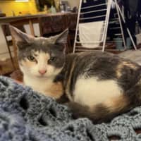 Photo of Clementine