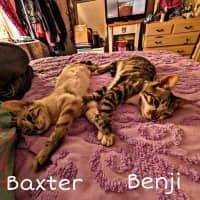 Photo of Benji