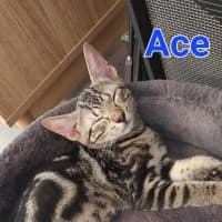 Photo of Ace