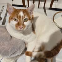 Photo of Ginger