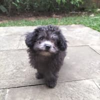 Photo of Michelangela