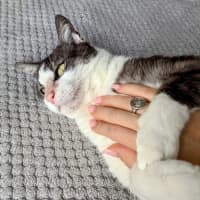 Photo of Gus **A Gentle Giant**