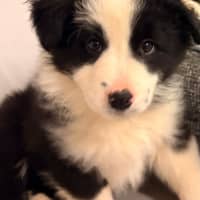 Photo of Kylo