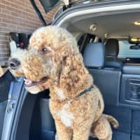 Photo of Patch And Stella Valenti