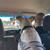 Photo of Sadie   2 Year Old Cattle Dog X