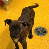 Photo of Choco