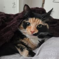 Photo of Cali