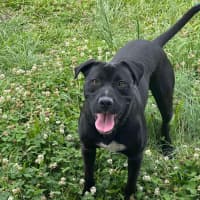 Photo of Boof
