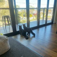 Photo of Tippa & Sooty   7 Month Old Domestic Medium Hair
