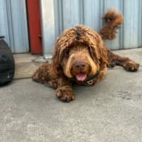 Photo of Milo