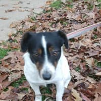 Photo of Banjo