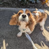 Photo of Millie