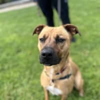 Photo of Nova
