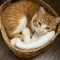 Photo of Hermes