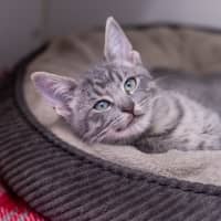 Photo of Odin