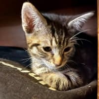 Photo of Dorito