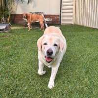 Photo of Bobby   12 Year Old Labrador