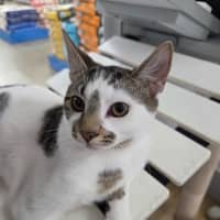 Photo of Alvin   Child, Cat And Dog Friendly