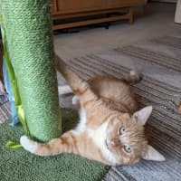 Photo of Cheeto   Located In Coburg