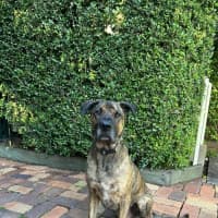 Photo of Toro *$250 Adoption Fee*