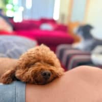 Photo of Gizmo 🐶 