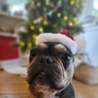 Photo of Lexi   1 Year Old French Bulldog (On Trial)