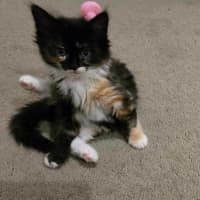 Photo of Creaming Soda