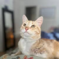 Photo of Nemo