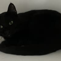 Photo of Merp (Previously Leanne) 