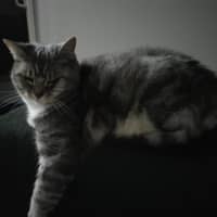 Photo of Cfa (Seefa)