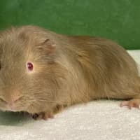 Photo of Croissant 