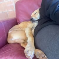 Photo of Daphne