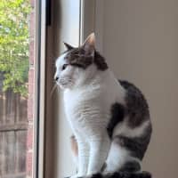 Photo of Clover