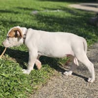 Photo of Domino